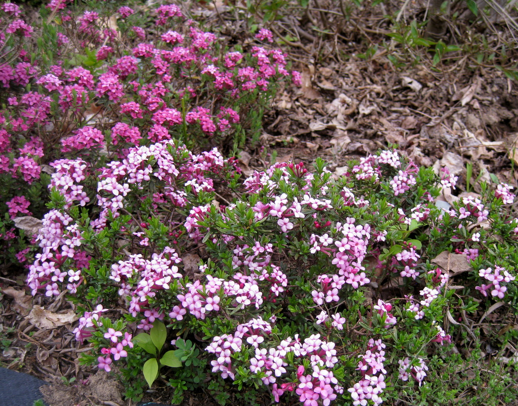 Daphne x hendersonii 'Kath Dryden'